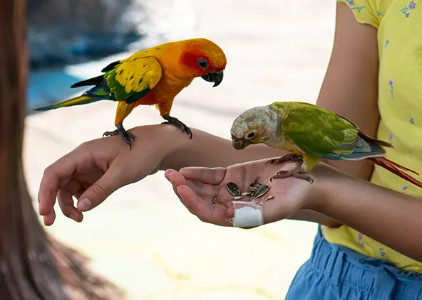 O que diz a legislação sobre criação de pets